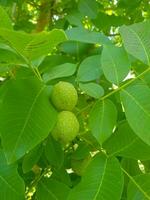 Walnut Seeds in a Verdant Branch photo