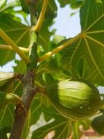 Fig Fruit on a Branch in the Sunlight photo