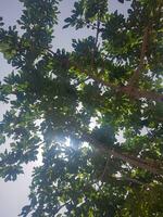 Fig tree with a beautiful pattern of sunlight and sky photo