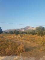 Ethereal Olive Trees in the Wild photo