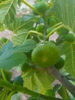 higo frutas en su árbol foto