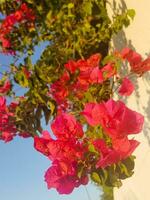 Pink bougainvillea flower in ornamental vines photo