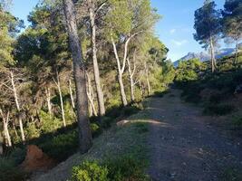 Road between the nature of pine trees photo