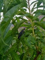 Cerambyx cerdo bug on a peach branch photo