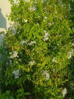 Sunlight glistening on Plumbago auriculata photo