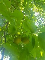 Green Walnut Hanging on Branch photo