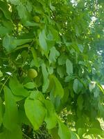 Fresh green walnut on a tree branch photo