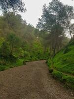 un suciedad la carretera en el medio de un bosque foto