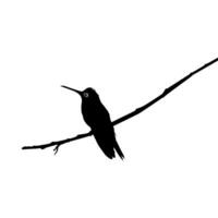 Perched Hummingbird Silhouette, can use Art Illustration, Website, Logo Gram, Pictogram or Graphic Design Element. Vector Illustration