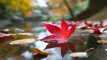 Maple leaves in autumn photo