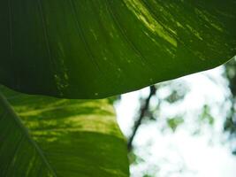 green leafe for background and nature style with rim light and good space photo