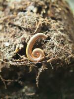 milipede pet in soil of plant stay spiral in garden and cool soil photo