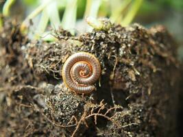 milipede pet in soil of plant stay spiral in garden and cool soil photo