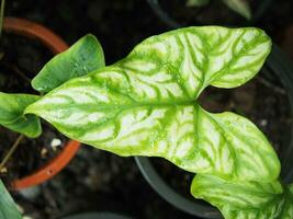 verde leafe para antecedentes y naturaleza estilo con borde ligero y bueno espacio foto