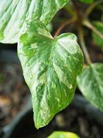 homalomena and alocasia vareigated plant leafe for decoration house garden photo