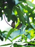 taza pájaro en árbol mirando para sitio para hacer nido foto