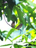 cuple bird on tree looking for place for make nest photo