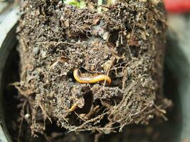 milipede pet in soil of plant stay spiral in garden and cool soil photo