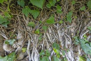 Close up of a dense root network of a bush photo