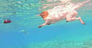 cachorro nada dentro a mar e portos uma brinquedo video