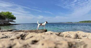 Hund steht durch das Meer und hält ein Auge aus video