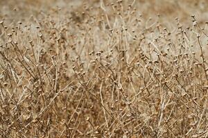 Dry plants with a blurred backdrop as a background. photo