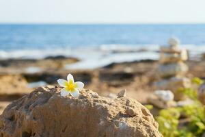 plumeria flor en un Roca con un borroso mar en el antecedentes. foto