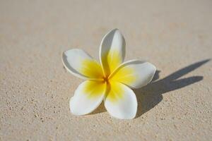 blanco y amarillo plumeria flor cerca arriba. foto