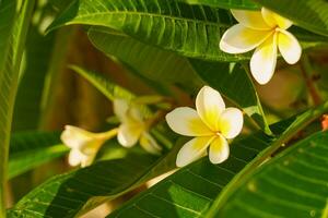 White and yellow plumeria flowers growing on a tree. photo