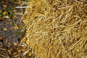 Dry straw on the ground as a background. photo