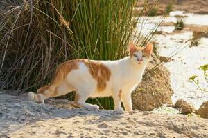 White with red cat on the background of dry plant. photo