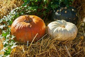 Pumpkins on the straw. Halloween mood. photo