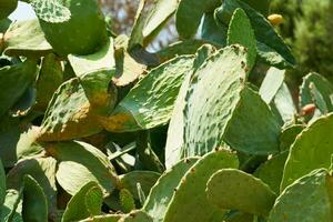 cactus de cerca como un natural antecedentes. foto