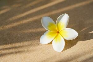 blanco y amarillo plumeria flor cerca arriba con oscuridad. foto