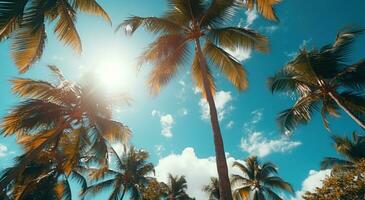 a view of trees from below to a blue sky palm trees photo