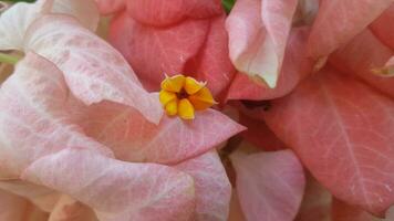 Beautiful pink Mussaenda Pubescens flowers or in Indonesia it is called Nusa Indah blooming in the garden. They are native to the African and Asian tropics and subtropics as ornamental plants. photo