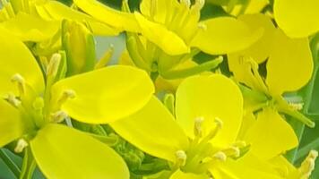 reunido flores amarillo seguidores y plantas. reunido campo. país vista. natural antecedentes de reunido flor campo. foto