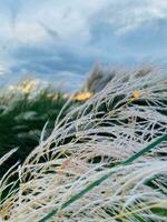 Saccharum spontaneum. Catkin. Kashful. Beautiful natural background of catkin flowers with sky. photo