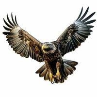 a flying eagle isolated photo