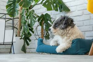 cute dog lying in pet bed in cozy light living room interior photo