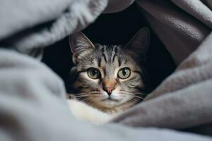 Gray striped cat lying in bed covered with blanket. AI Generated photo
