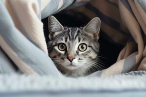 Gray striped cat lying in bed covered with blanket. AI Generated photo