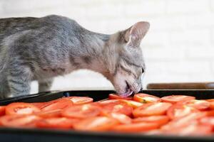 pet allergy. small kitten licking salt from tomato photo