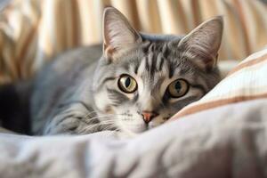 Gray striped cat lying in bed covered with blanket. AI Generated photo