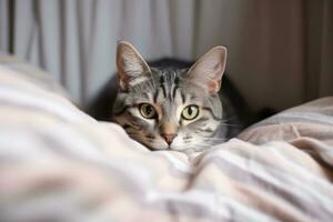 Gray striped cat lying in bed covered with blanket. AI Generated photo
