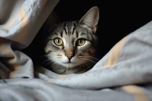 Gray striped cat lying in bed covered with blanket. AI Generated photo