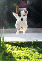 saltando Jack Russell terrier para arrojado pelota puerto foto
