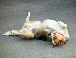 Mongrel dog lying on the asphalt photo