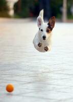 saltando Jack Russell terrier para arrojado pelota puerto foto