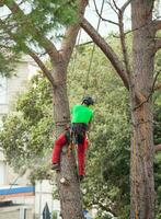 Man pruning pine tree. photo